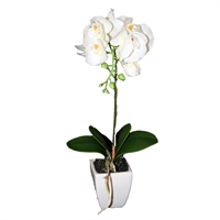 Orkidé i potte - 40 cm